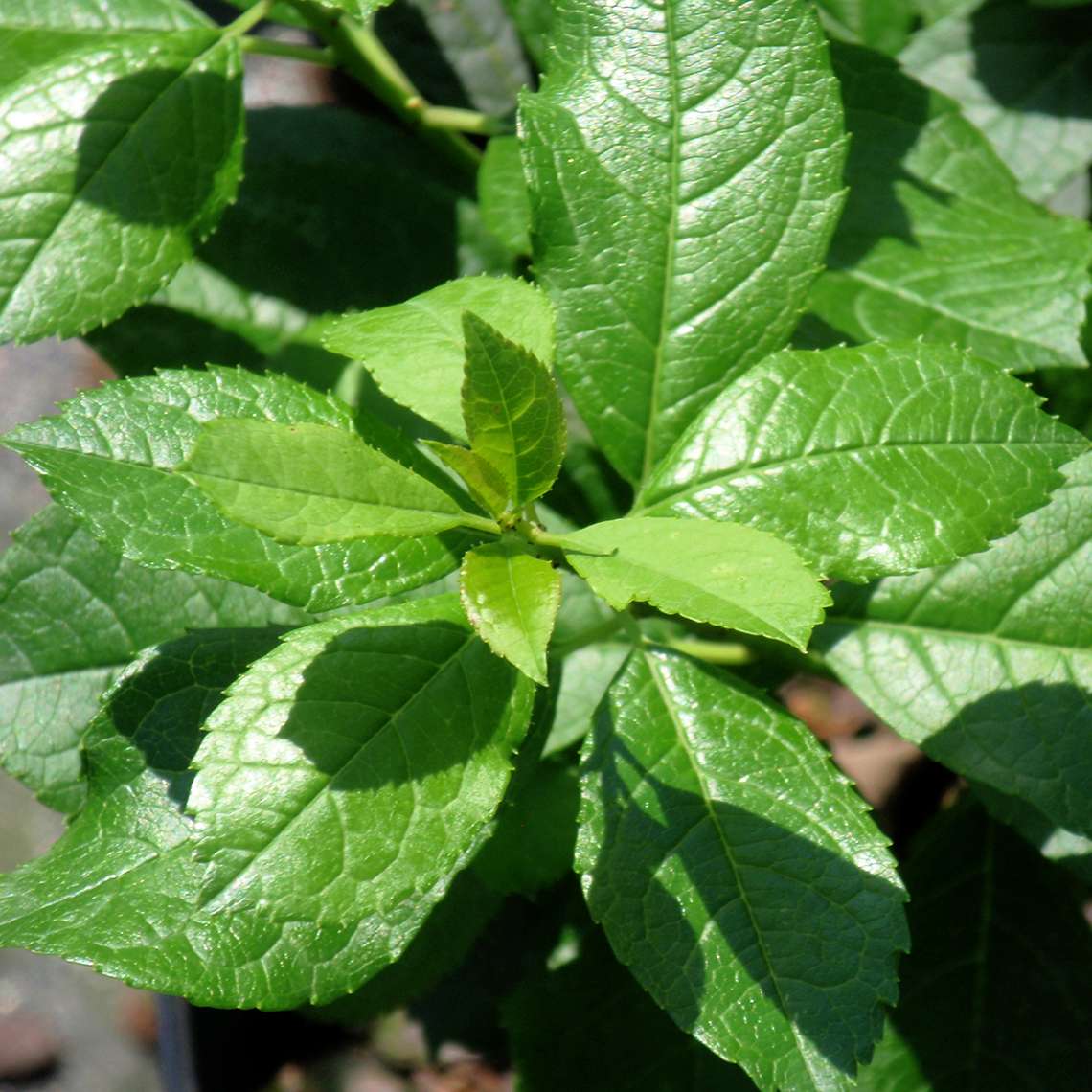 Close up of green foliage of male pollinator Mr Poppins winterberry holly